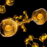 Institut Esthederm Excellageᴺᵀ Eye Care Cream 15ml