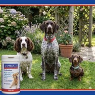 Lamberts Multi Vitamin & Mineral Formula for Dogs Високоефективна хранителна добавка с формула от витамини & минерали за кучета 90tabs Lamberts Multi Vitamin & Mineral Formula for Dogs Високоефективна хранителна добавка с формула от витамини & минерали за кучета 90tabs