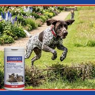Lamberts Glucosamine Complex for Dogs & Cats Хранителна добавка с глюкозамин и витамини C & E за поддържане на доброто здраве на ставите при домашни кучета & котки 90 дъвчащи таблетки Lamberts Glucosamine Complex for Dogs & Cats Хранителна добавка с глюкозамин и витамини C & E за поддържане на доброто здраве на ставите при домашни кучета & котки 90 дъвчащи таблетки