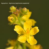 Bach Agrimony (Agrimonia Eupatoria) Ανθοΐαμα σε Σταγόνες 20ml