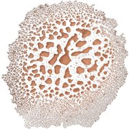 Carroten Intense Tan Oil Spray 200ml