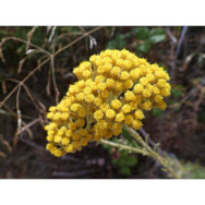 SempreViva Body Lotion Aloe Vera, Емулсия за тяло от алое 250ml